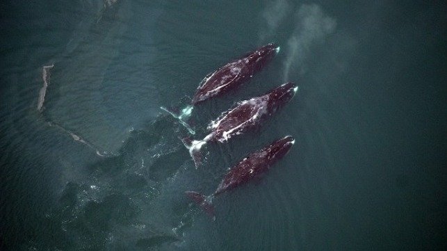 643 article bowhead whales.651125